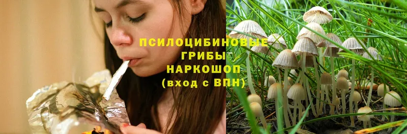 Псилоцибиновые грибы Magic Shrooms  Челябинск 